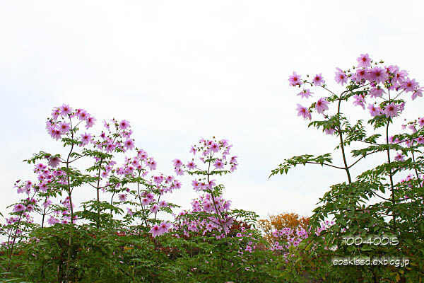 c0080036_103779.jpg