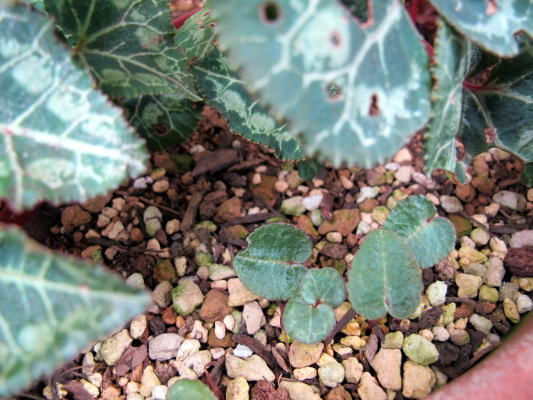 c0147952_22504156.jpg