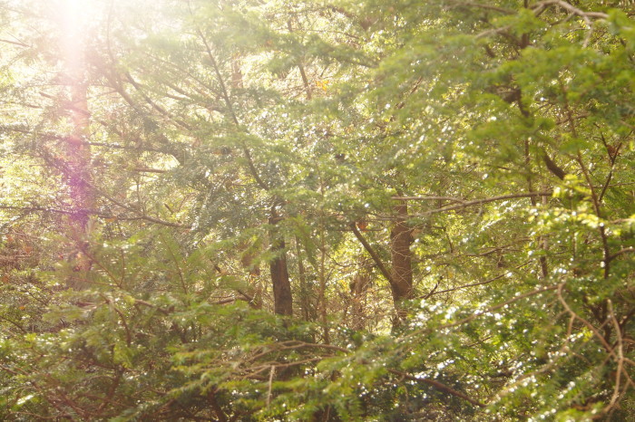 e0307372_21175880.jpg
