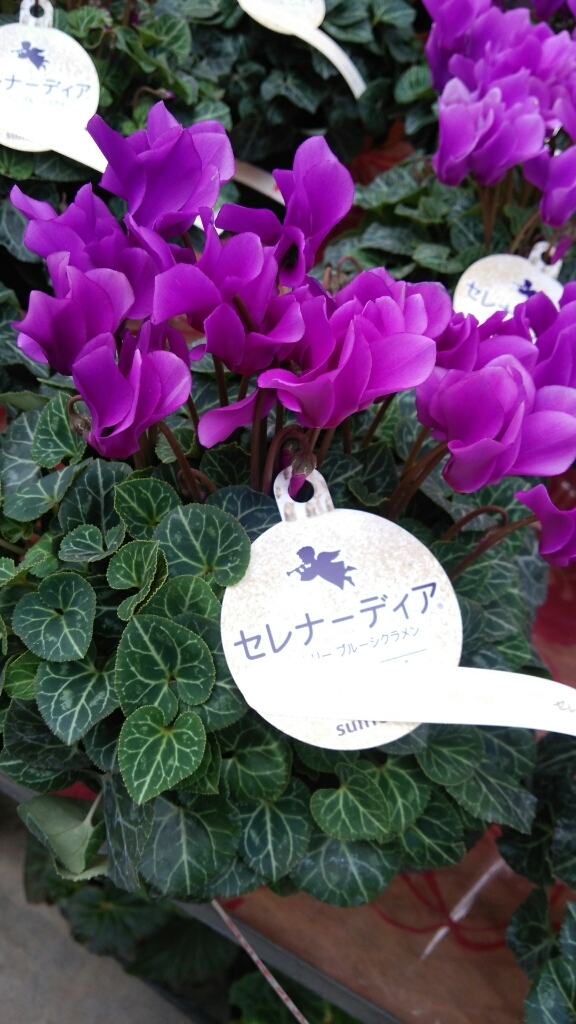c0348784_15294772.jpg