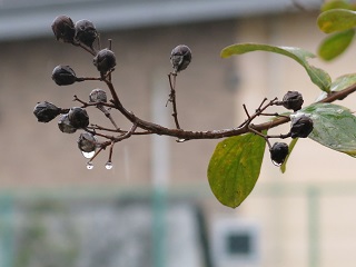 e0130185_14153161.jpg