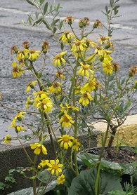 e0130185_141556100.jpg