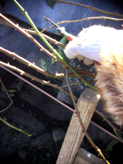 d0077603_20153355.jpg