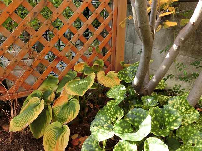e0234004_20151356.jpg