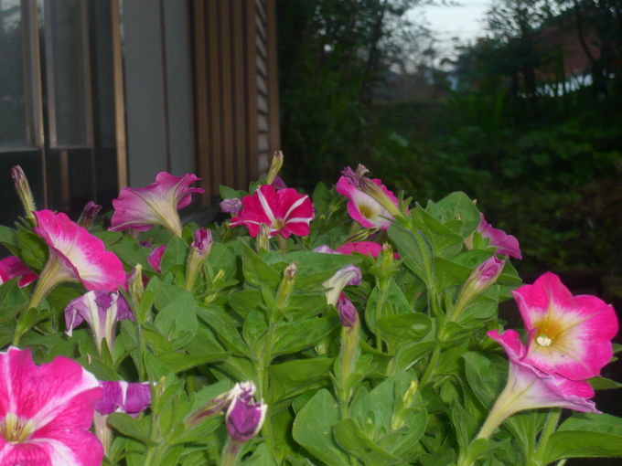 a0206332_14423288.jpg