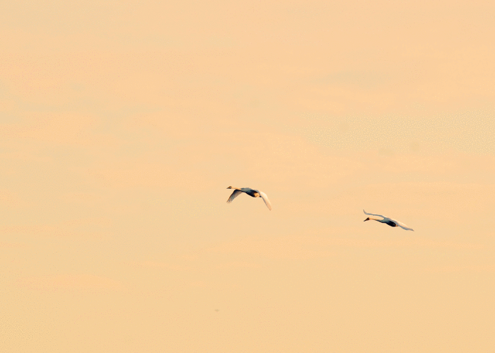 d0290240_16420086.gif