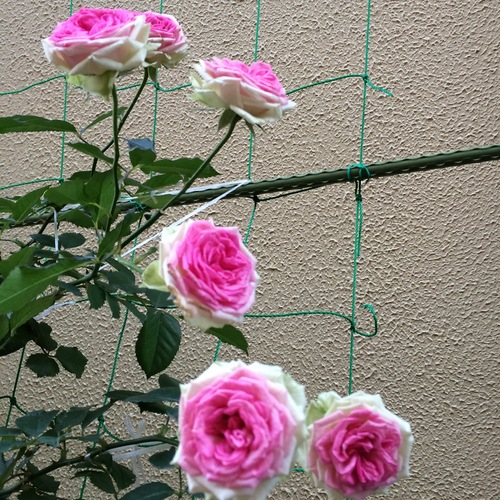 a0326292_10305178.jpg