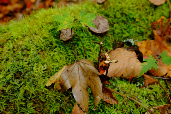 a0249004_12514351.jpg