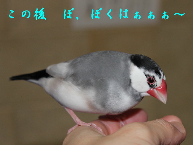 c0365734_21330849.jpg