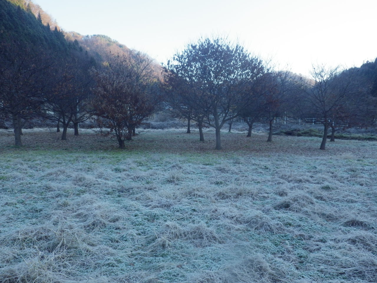c0300035_8455896.jpg