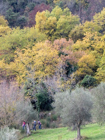 紅葉の山で植樹に穴を掘る - イタリア写真草子