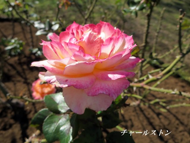 b0009849_17572196.jpg