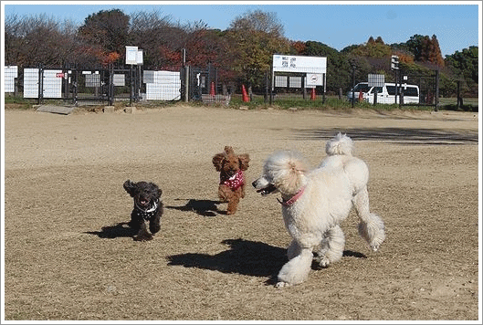 b0111376_15301124.gif