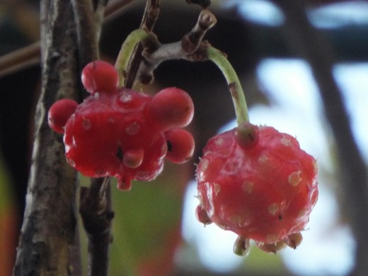 e0145782_201427.jpg