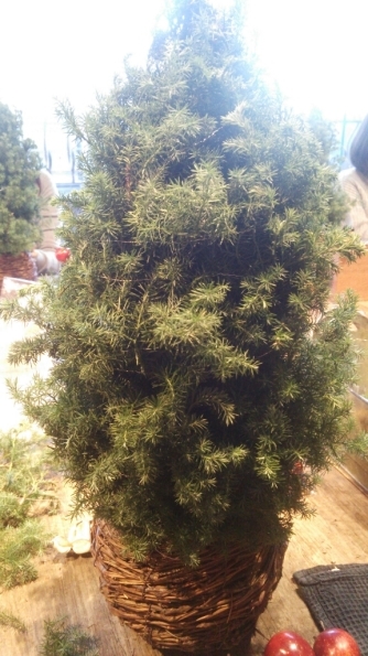 e0244892_16445482.jpg