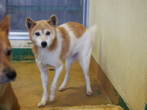 f0078320_535540.jpg