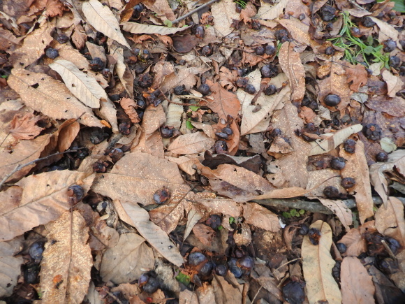 f0118332_00110173.jpg