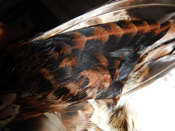 f0118332_00215201.jpg