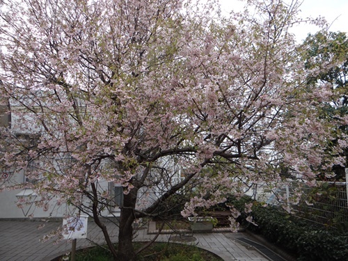 d0037233_14115607.jpg