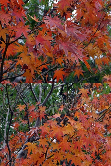 d0037233_14145241.jpg