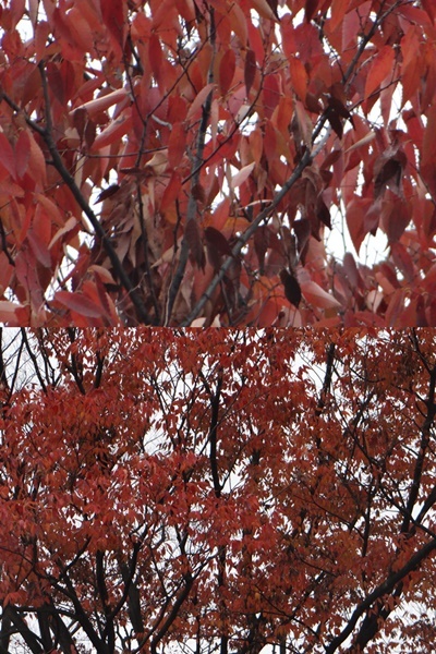 d0037233_14175090.jpg