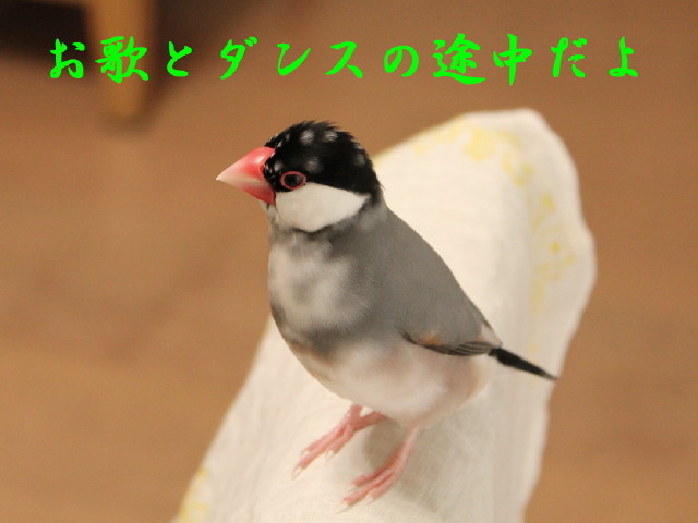 c0365734_23274213.jpg