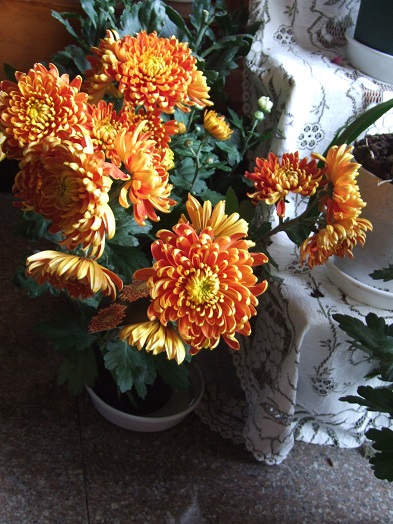 b0089338_2024139.jpg