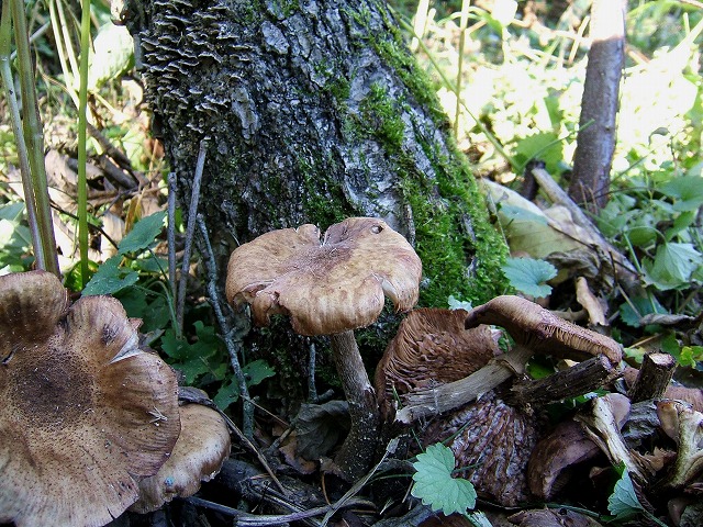 d0019074_16225569.jpg
