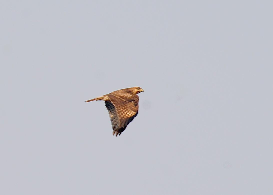 d0290240_16392889.gif