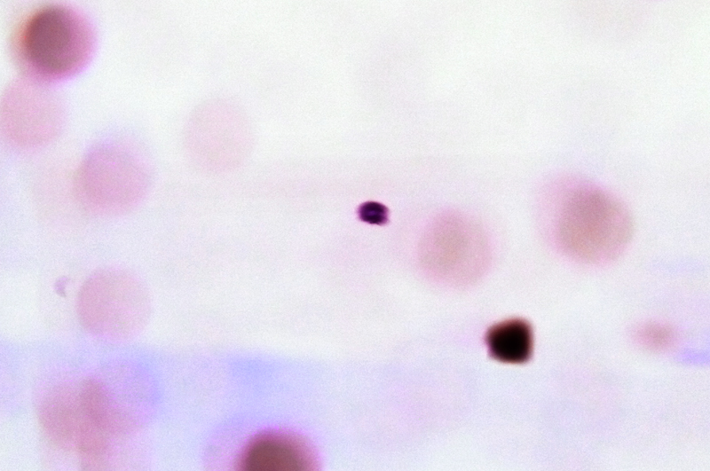 d0018646_2191770.jpg