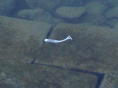 b0177760_1465856.jpg