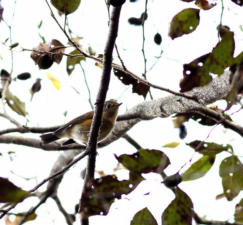 c0213607_15333534.jpg