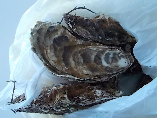 f0316507_21142860.jpg