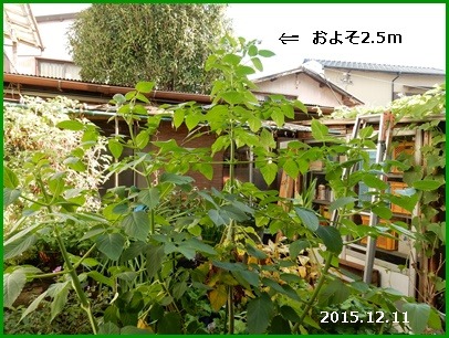 e0033229_1748365.jpg