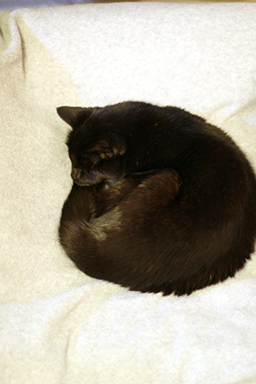 e0137277_22522490.jpg