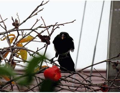 f0003174_1733412.gif