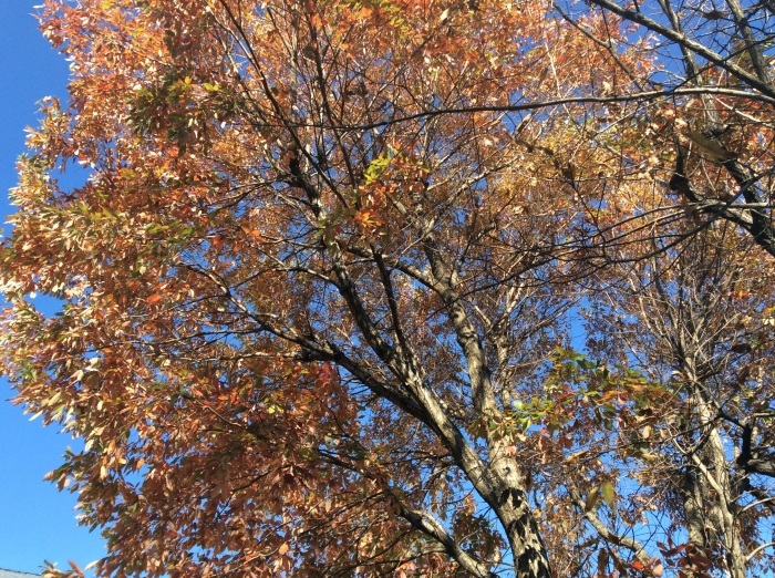 f0268294_21424614.jpg