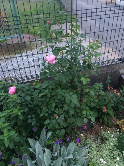 c0359445_08243136.jpg