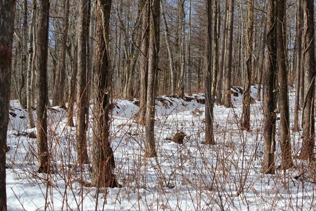e0239458_19361040.jpg