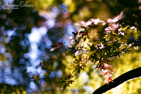 Autumn Colours　4 - お散歩キャメラ