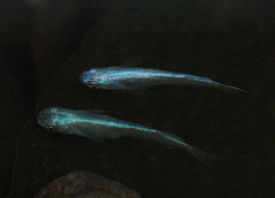 e0097534_1516319.jpg