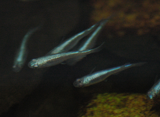 e0097534_1516401.jpg