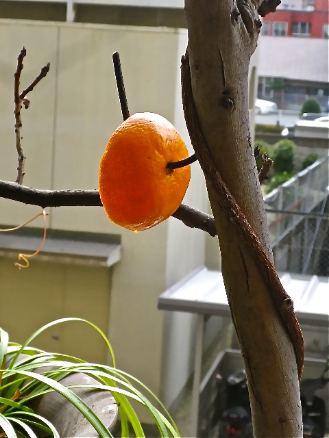 b0027736_11393294.jpg