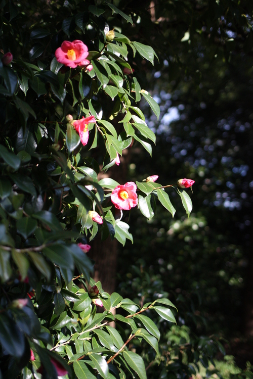 c0209845_1022410.jpg