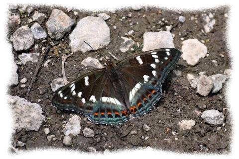 d0353091_20542216.jpg