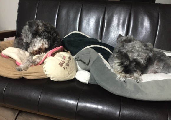 b0188998_19372990.jpeg
