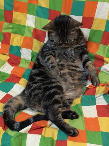 c0011300_14301592.jpeg
