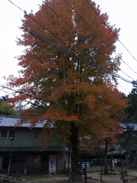 f0197703_11031522.jpg