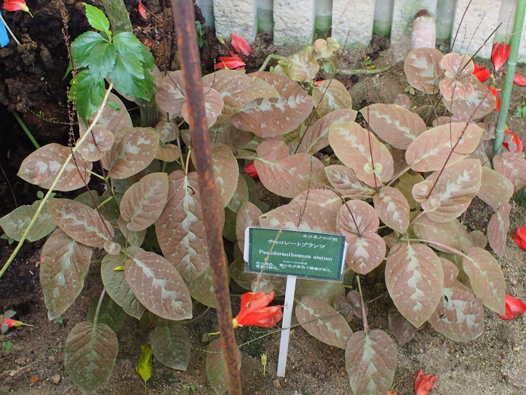 d0350219_9372083.jpg