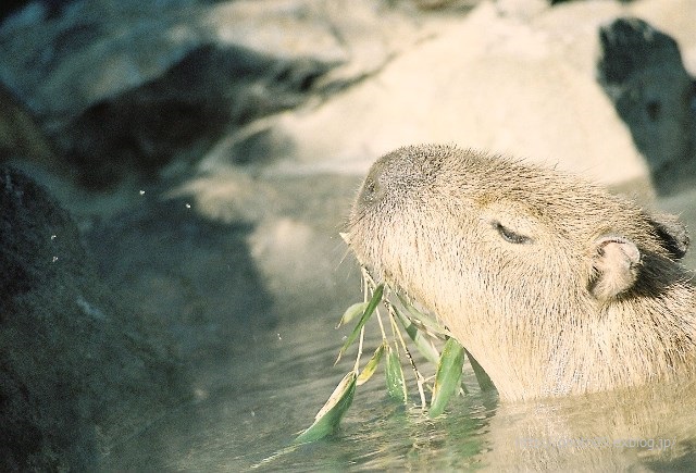 f0201226_2181465.jpg